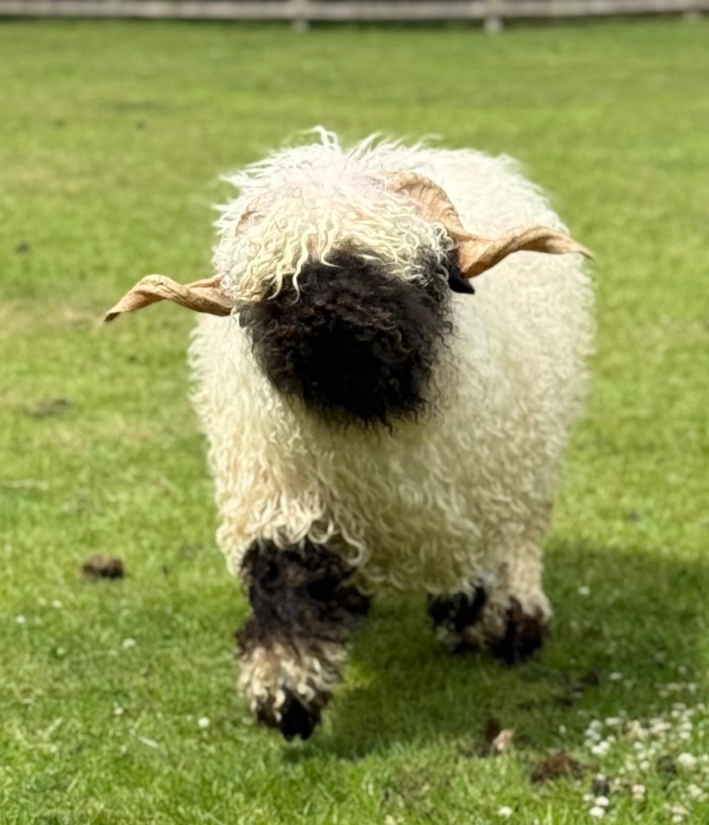 Stunning perfectly marked Blacknose Ram