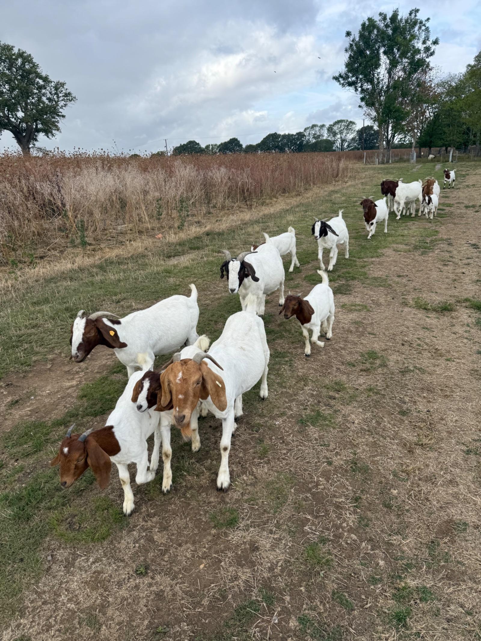 Boer goats