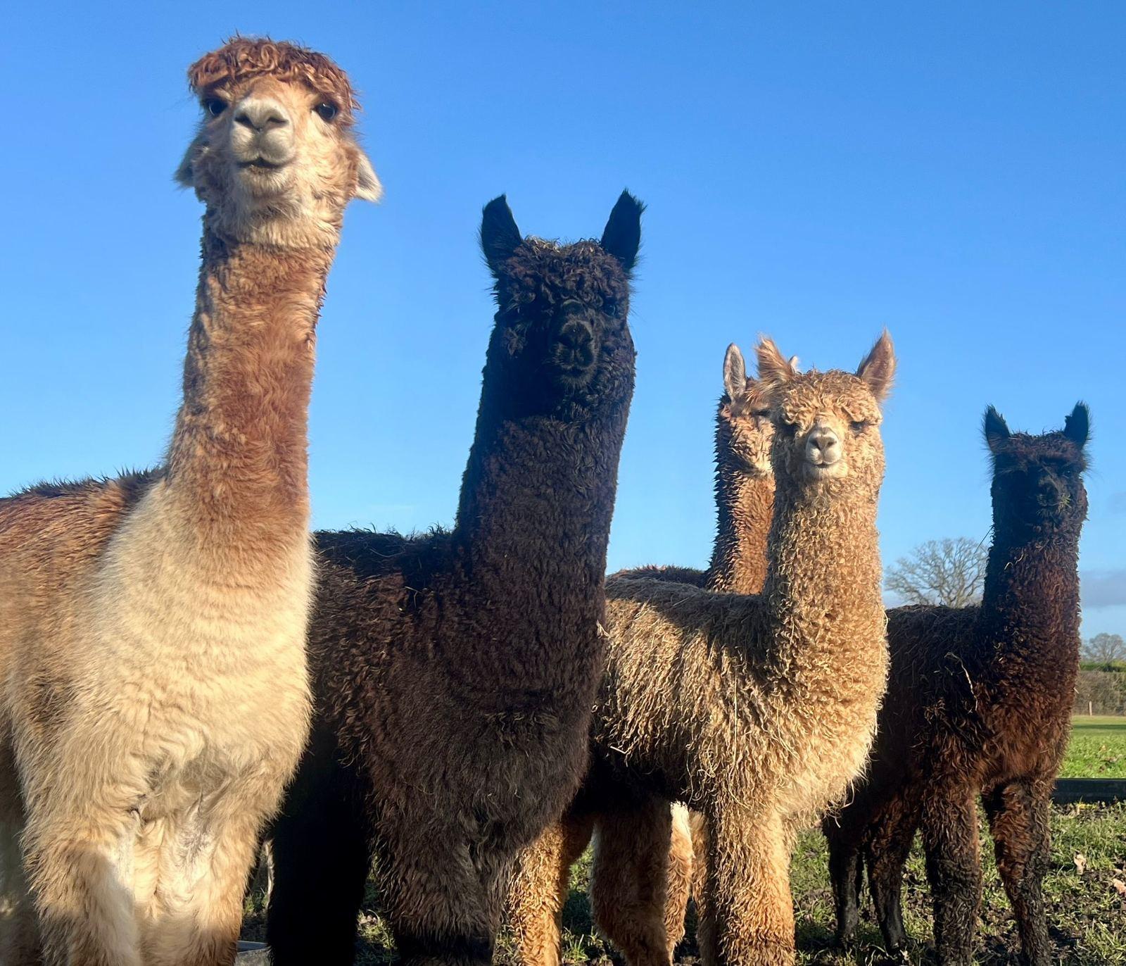 Proven breeding females available