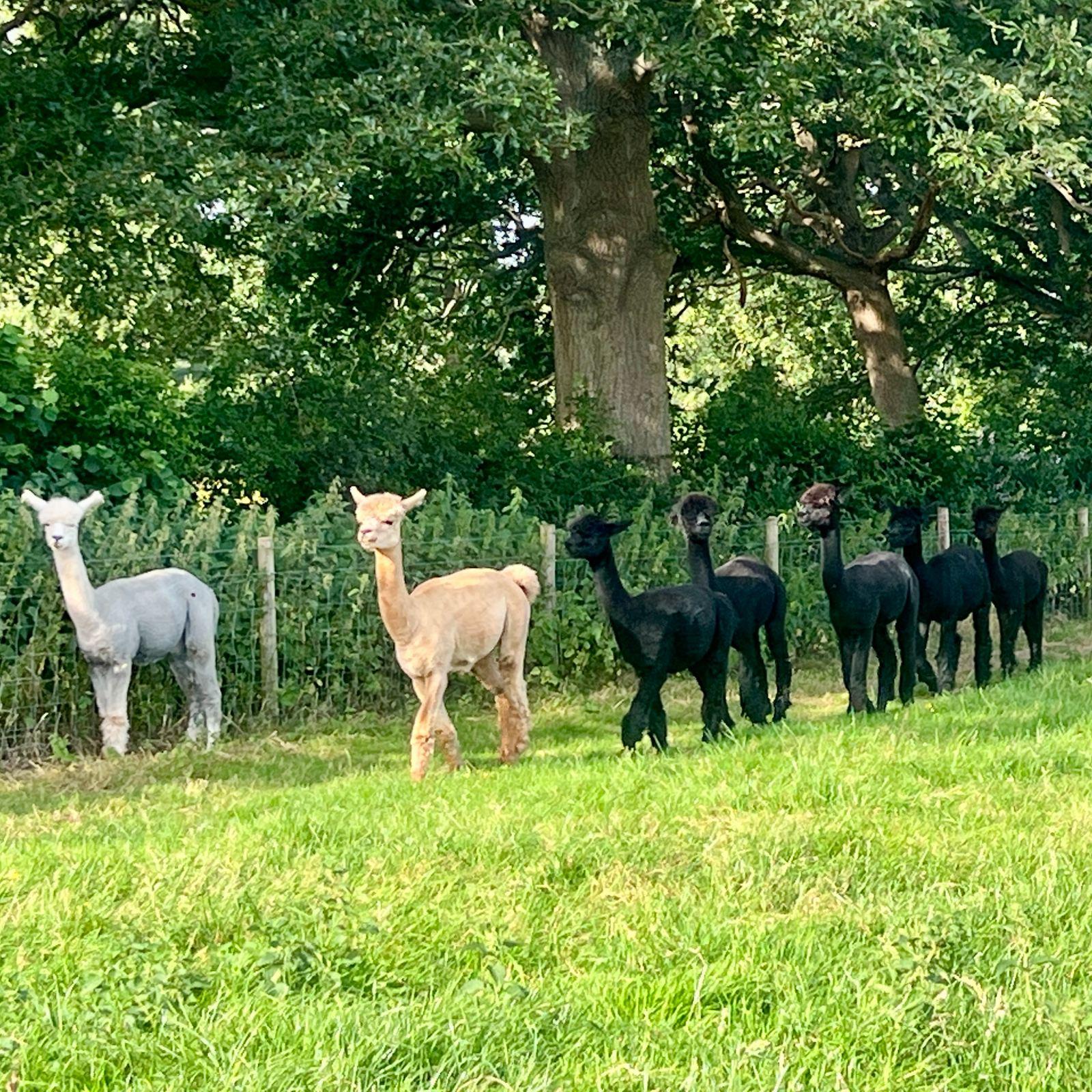 Friendly Companion Wethers – Ideal for First-Time Owners