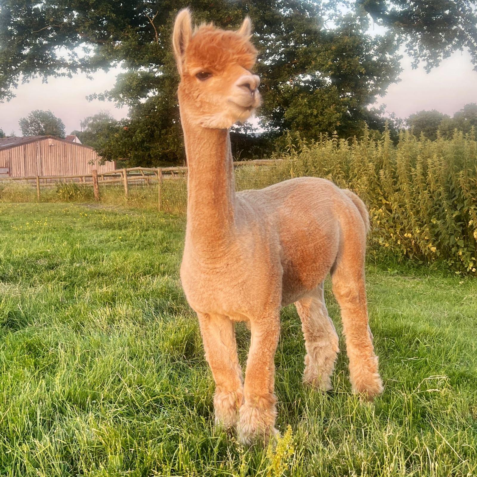 Fowberry Excalibur – Proven Fawn Stud Male