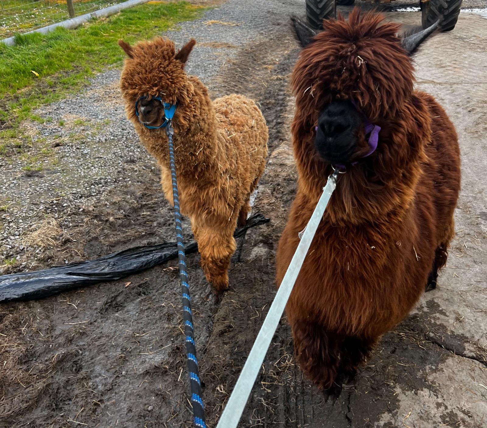 5 Alpacas, 2 females and 3 males