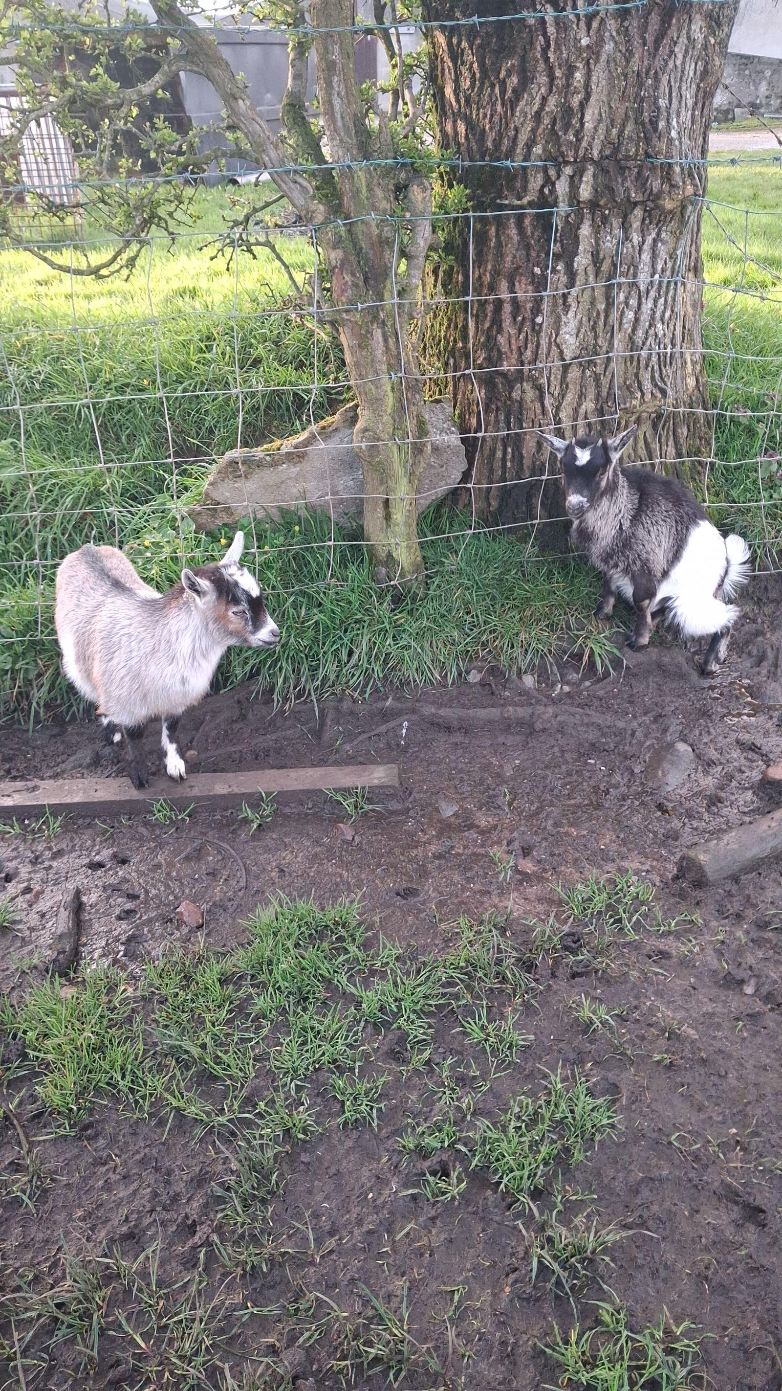 Female pygmy goat kids