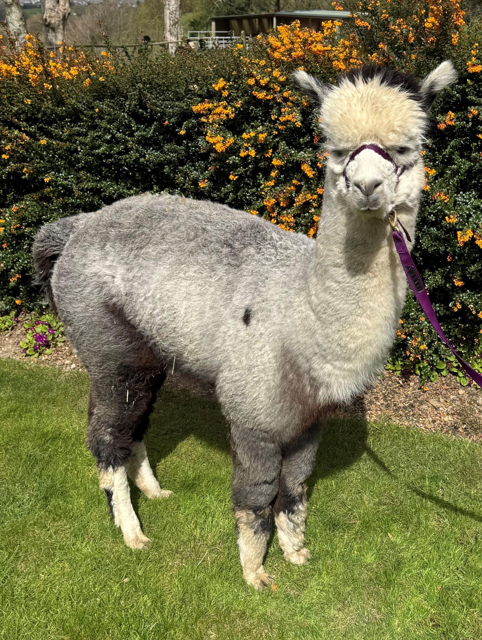 Grey Female maiden alpaca suitable for starter herd