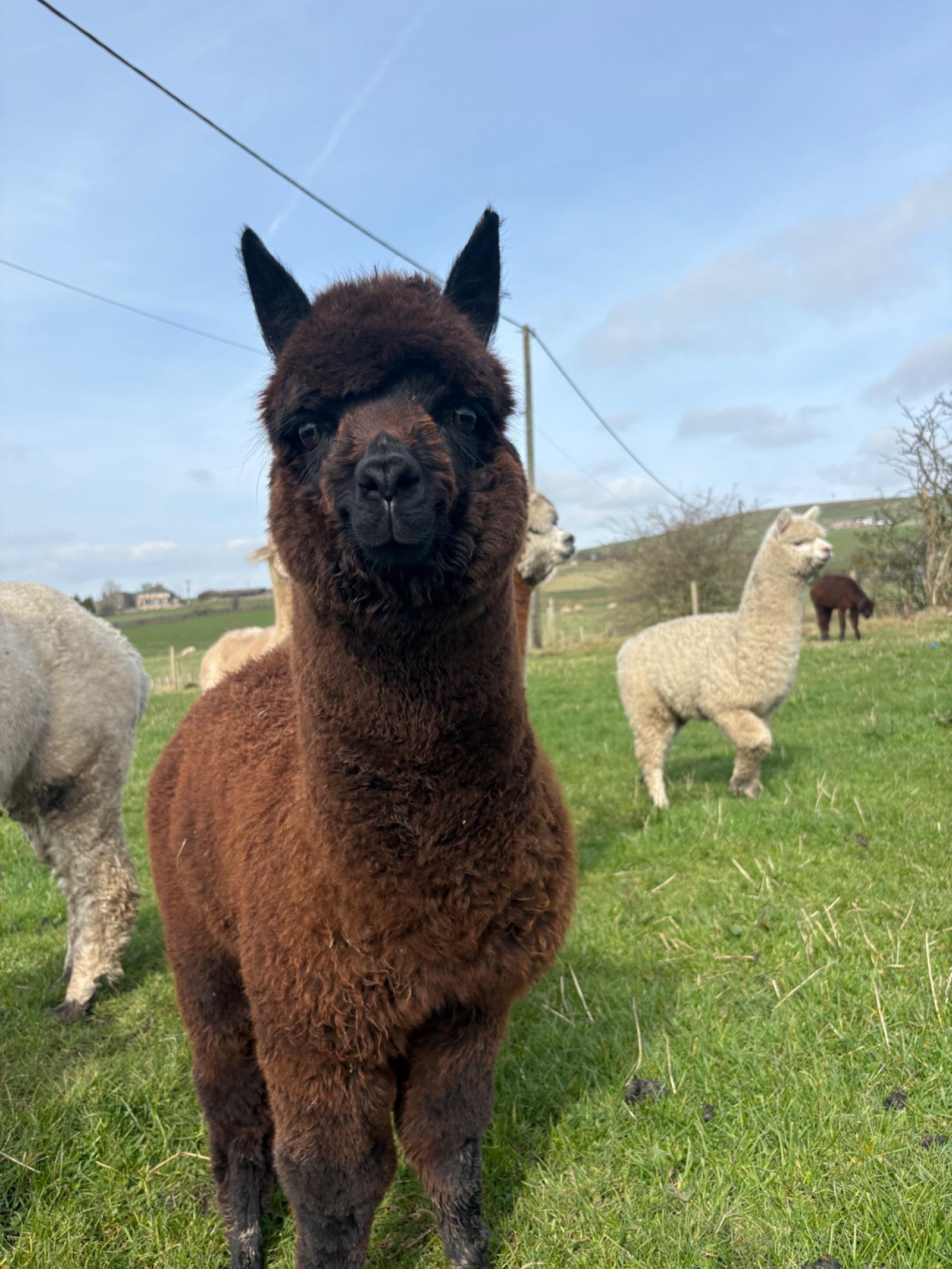 Friendly inquisitive weanling