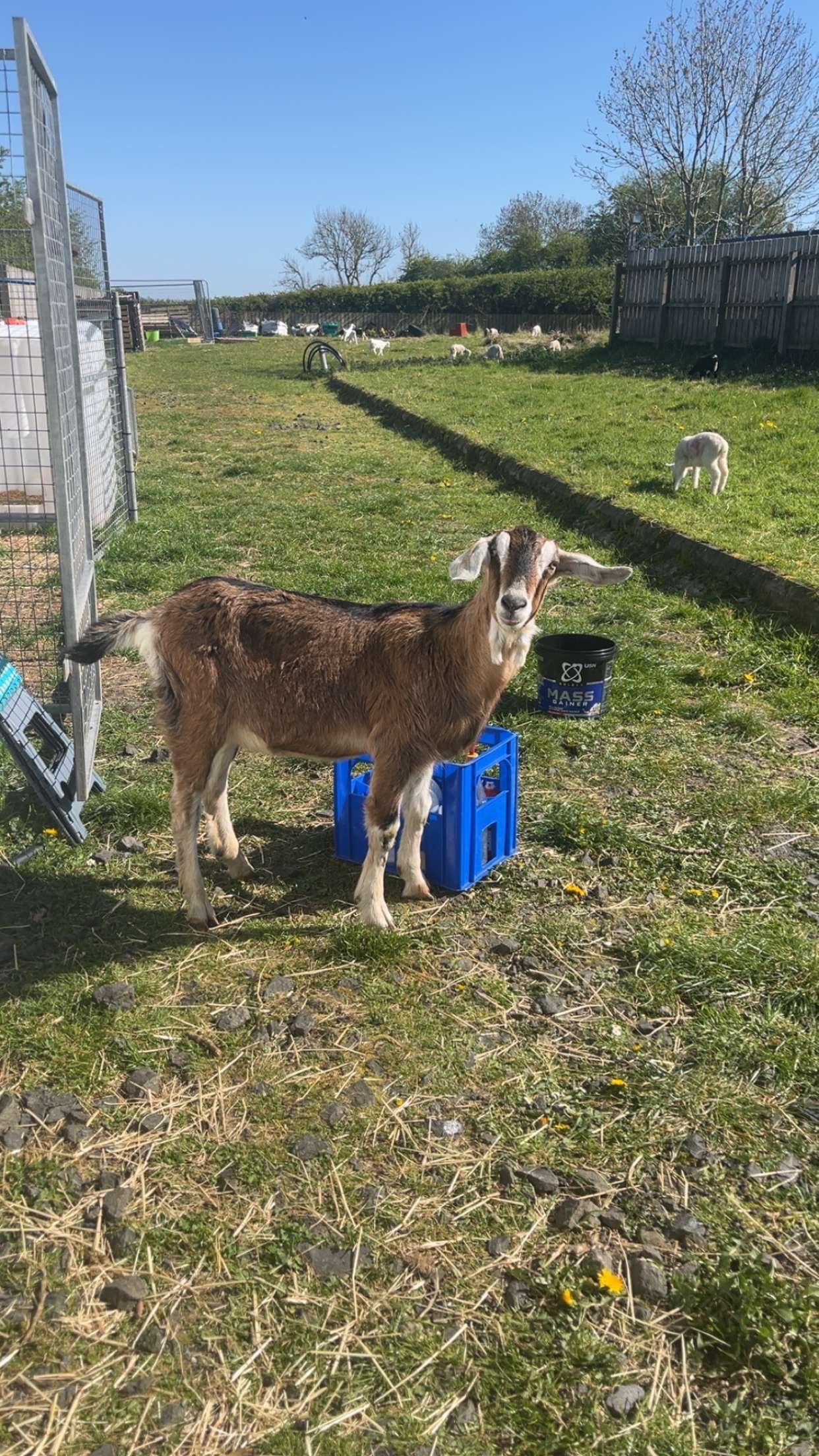 One year old castrated male