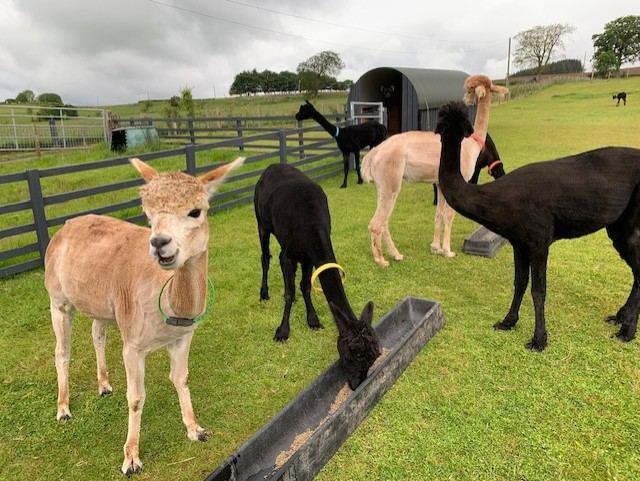 Registered Alpaca Wethers (Pet Males) – Established Bachelor Group