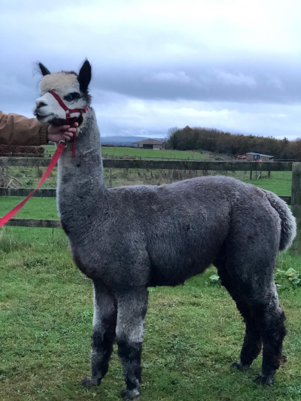 Amberly Many Clouds - Silver Grey. Proven herdshire