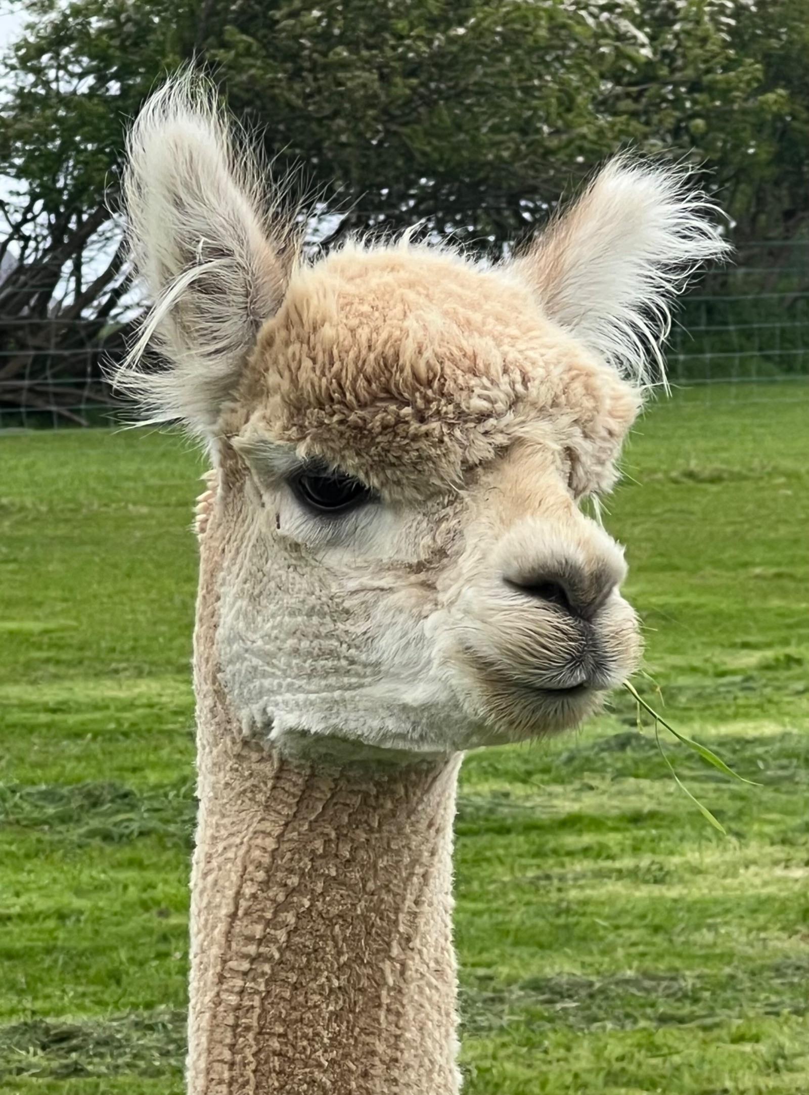 Amberly Look Sharp - proven herdsire