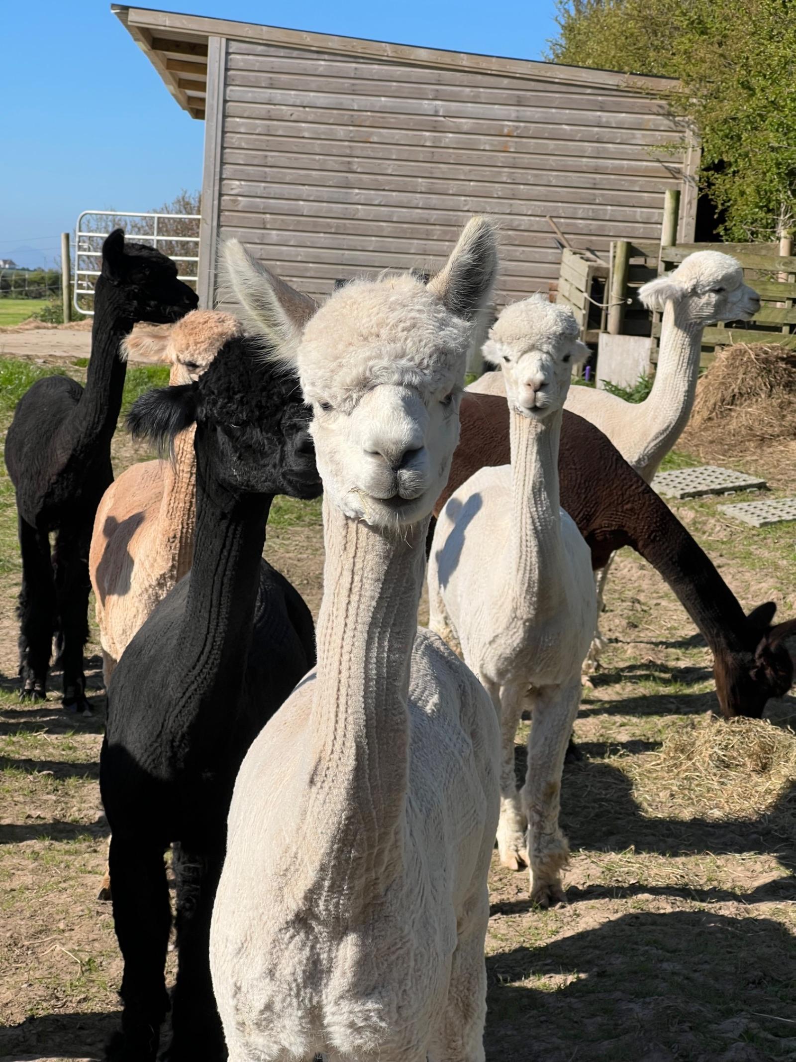 Pet (castrated) males - halter trained