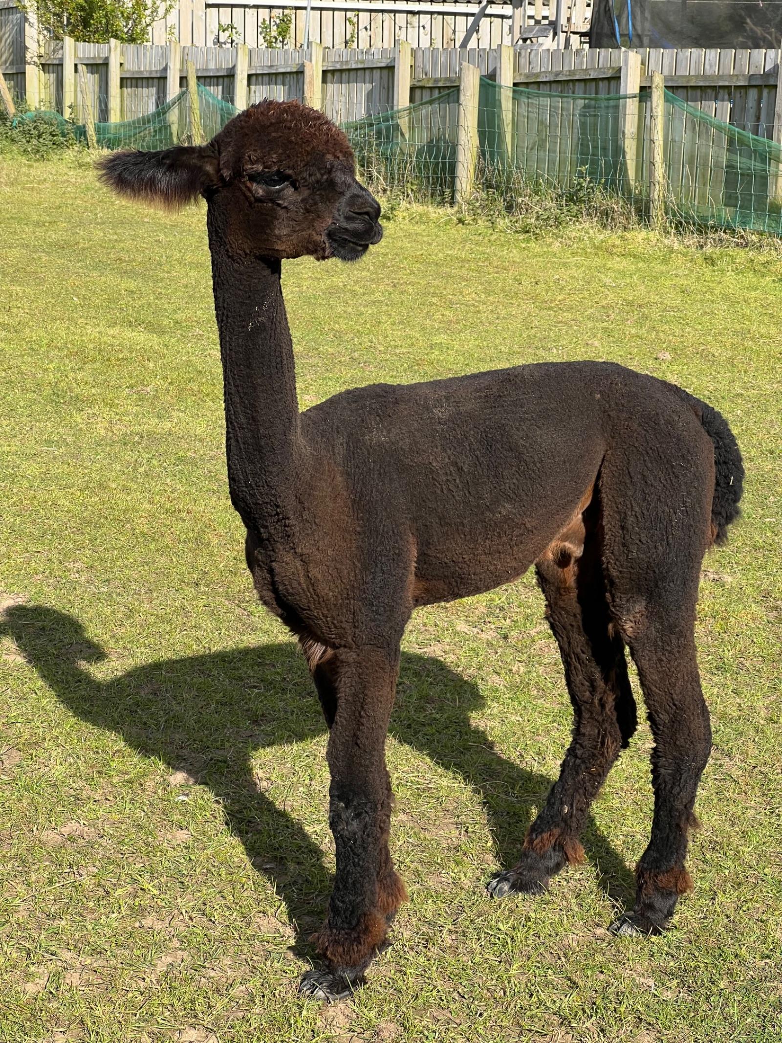 Yearling males and females available