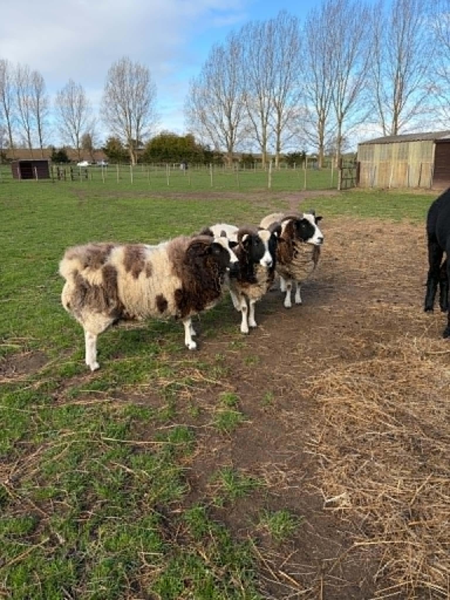 2 ewes 3 year old