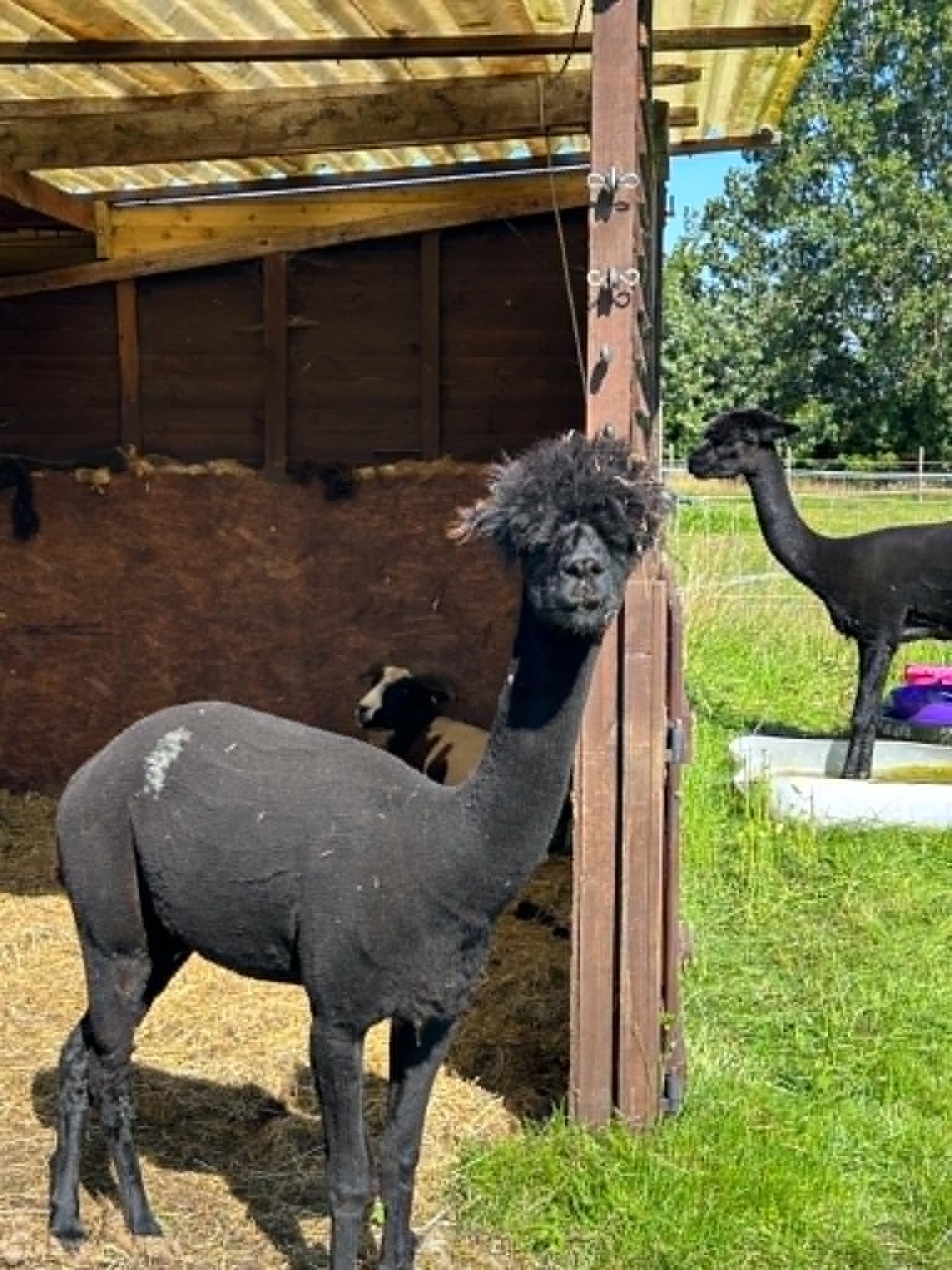 2 castrated 8 year old males only for sale due to downing