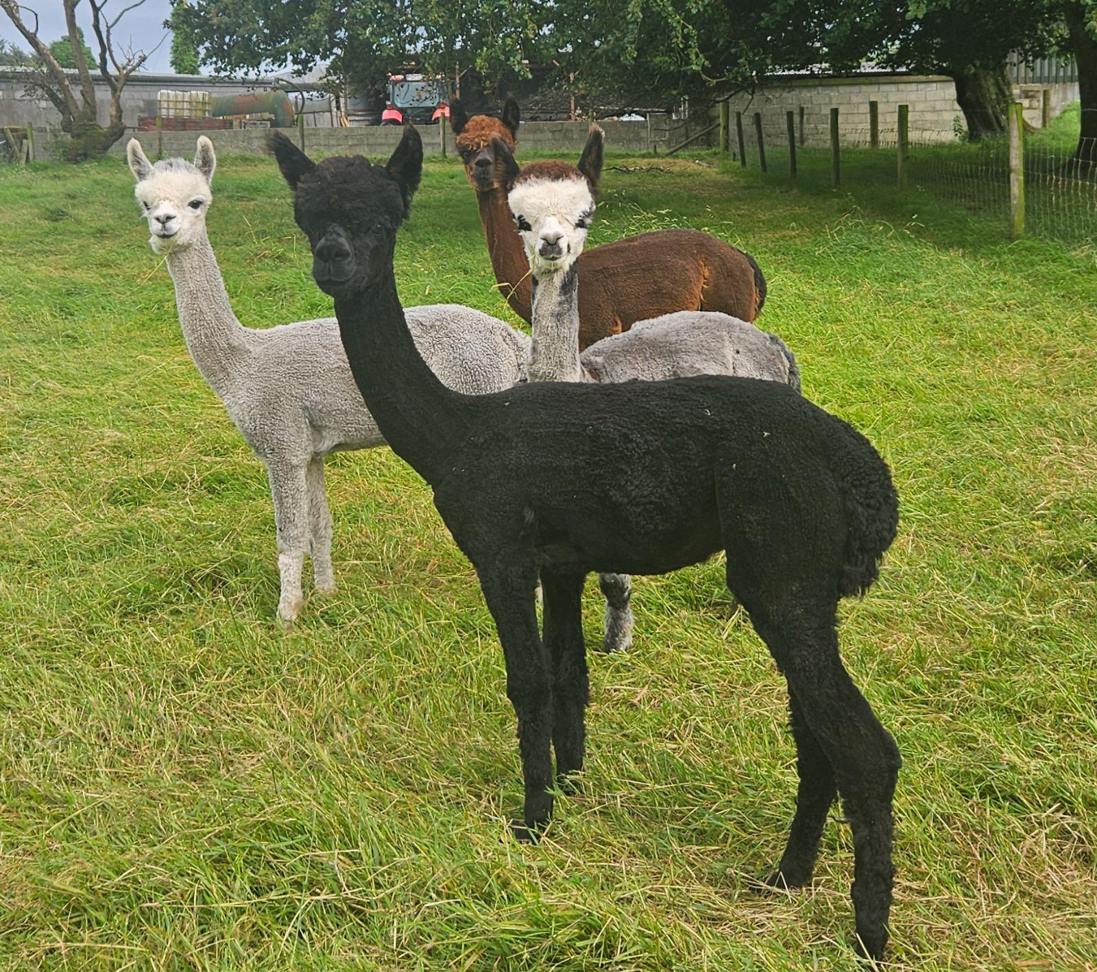 4x male weanling alpacas for sale. 1x adult male for sale. BAS registered & microchipped.