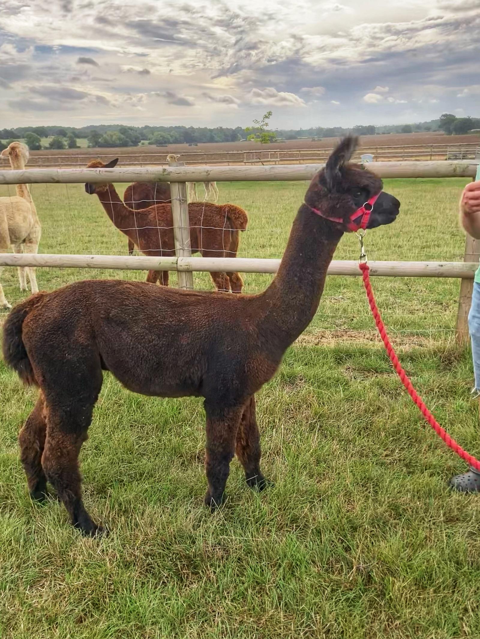 Walking / Pet Male - Excellent Fibre Producer - 5yo, Castrated