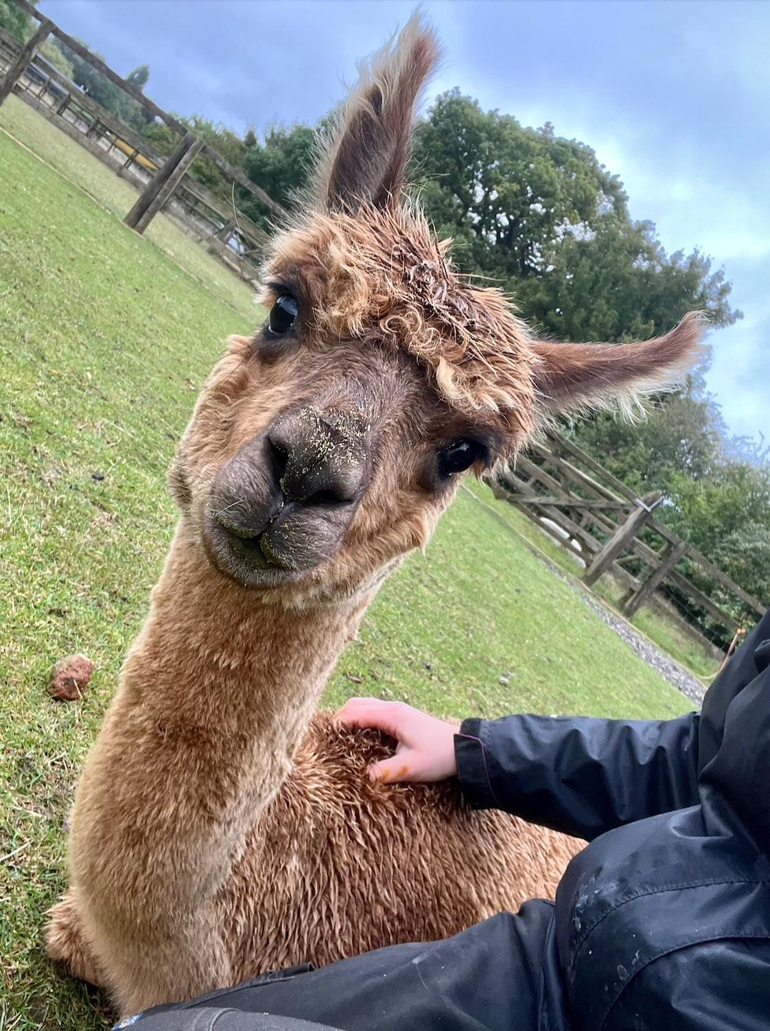 Ideal Therapy / Walking / Breeding Female - Fawn 3yo Huacaya Alpaca