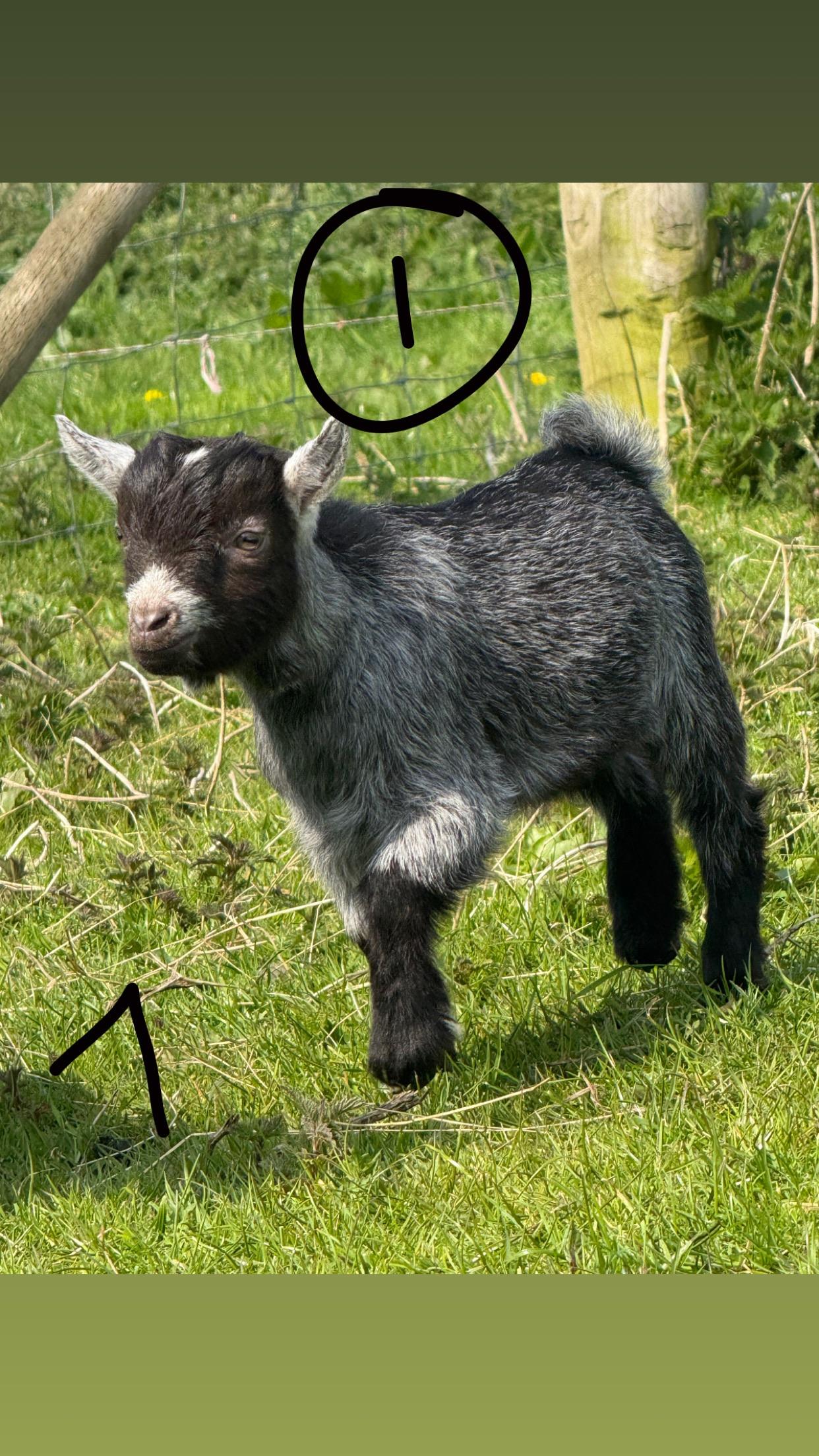 Pygmy kids for sale
