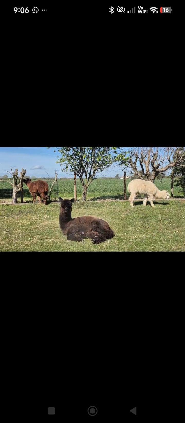 Beautiful group of very friendly male alpacas