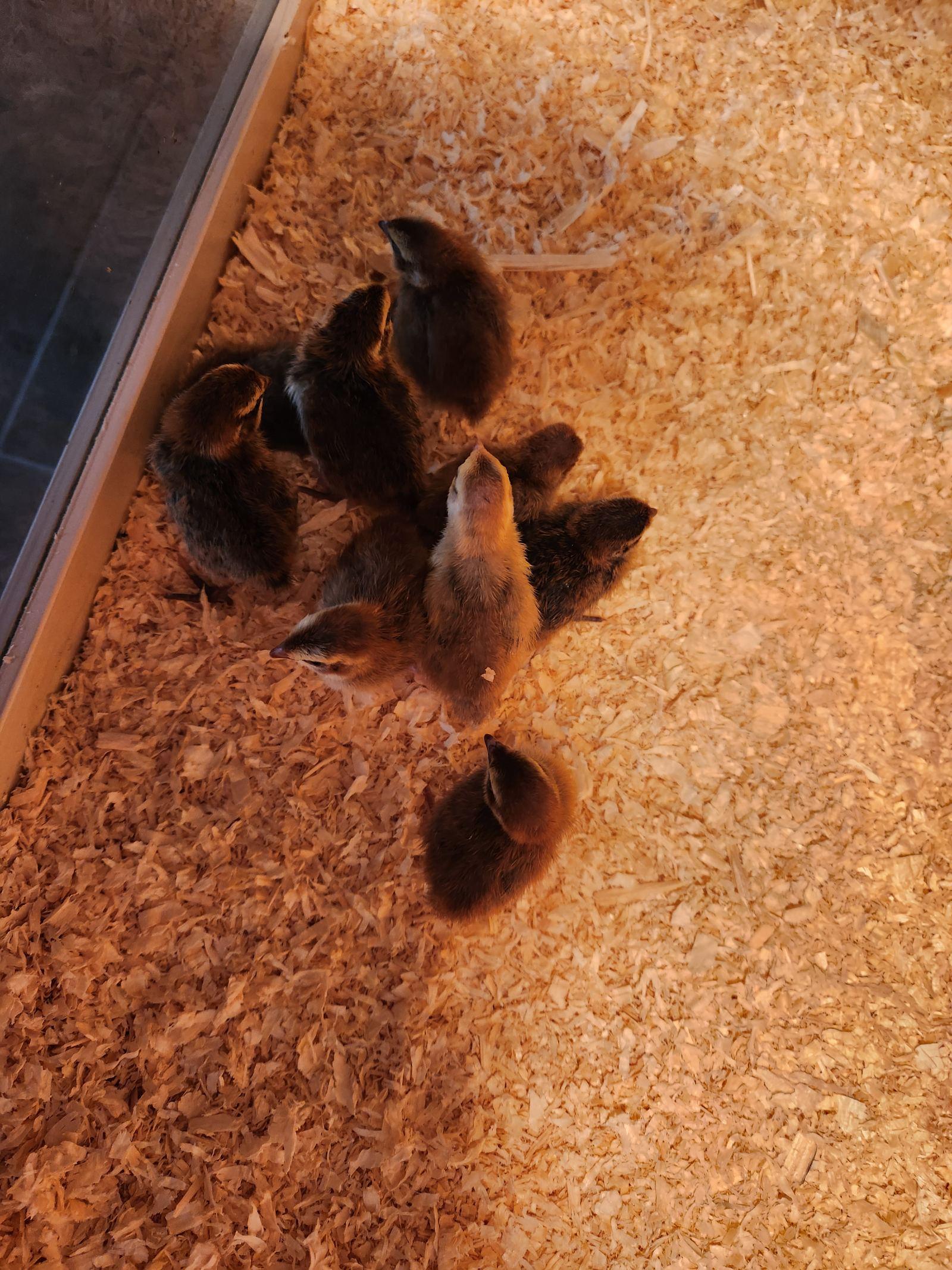 Unsexed week old courtnix quail