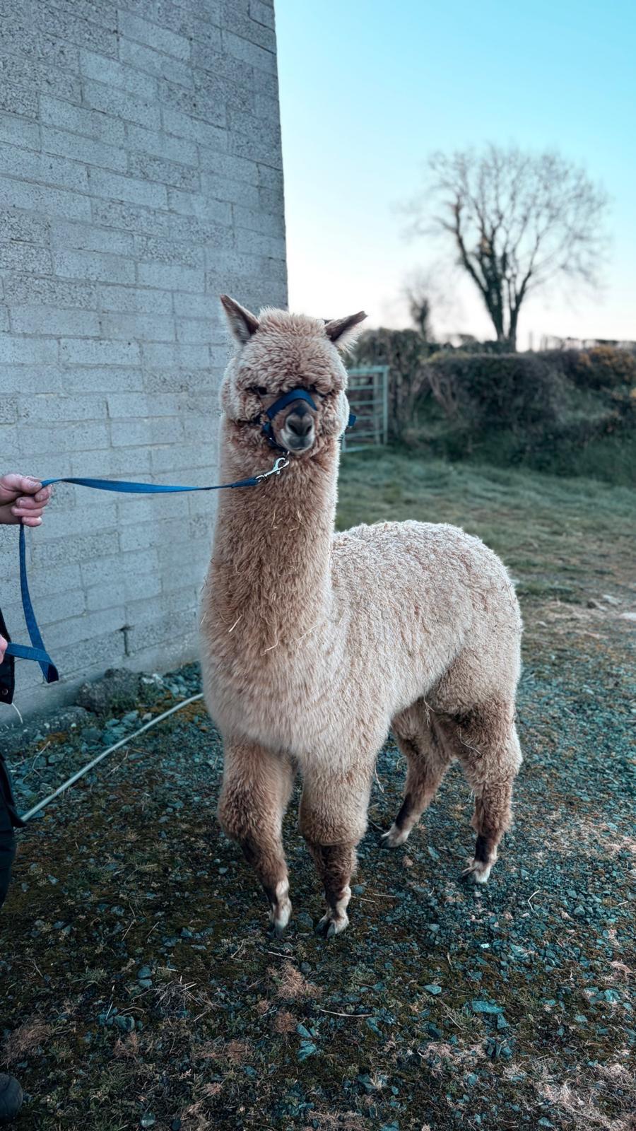 Friendly Halter Trained Pet Boy