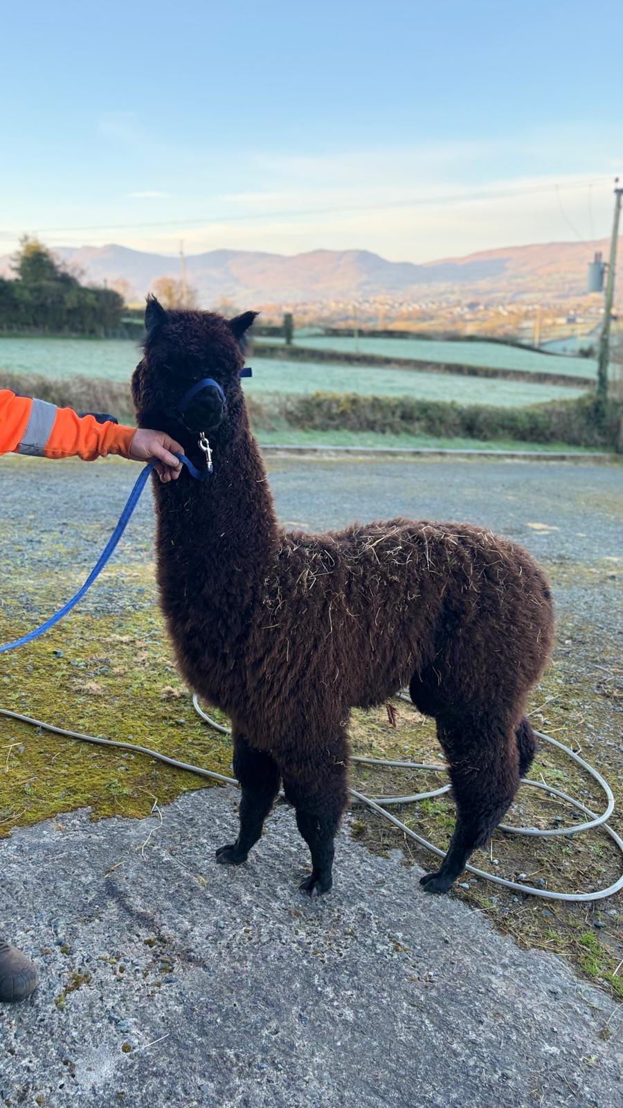 Friendly Halter Trained Female Weanlings