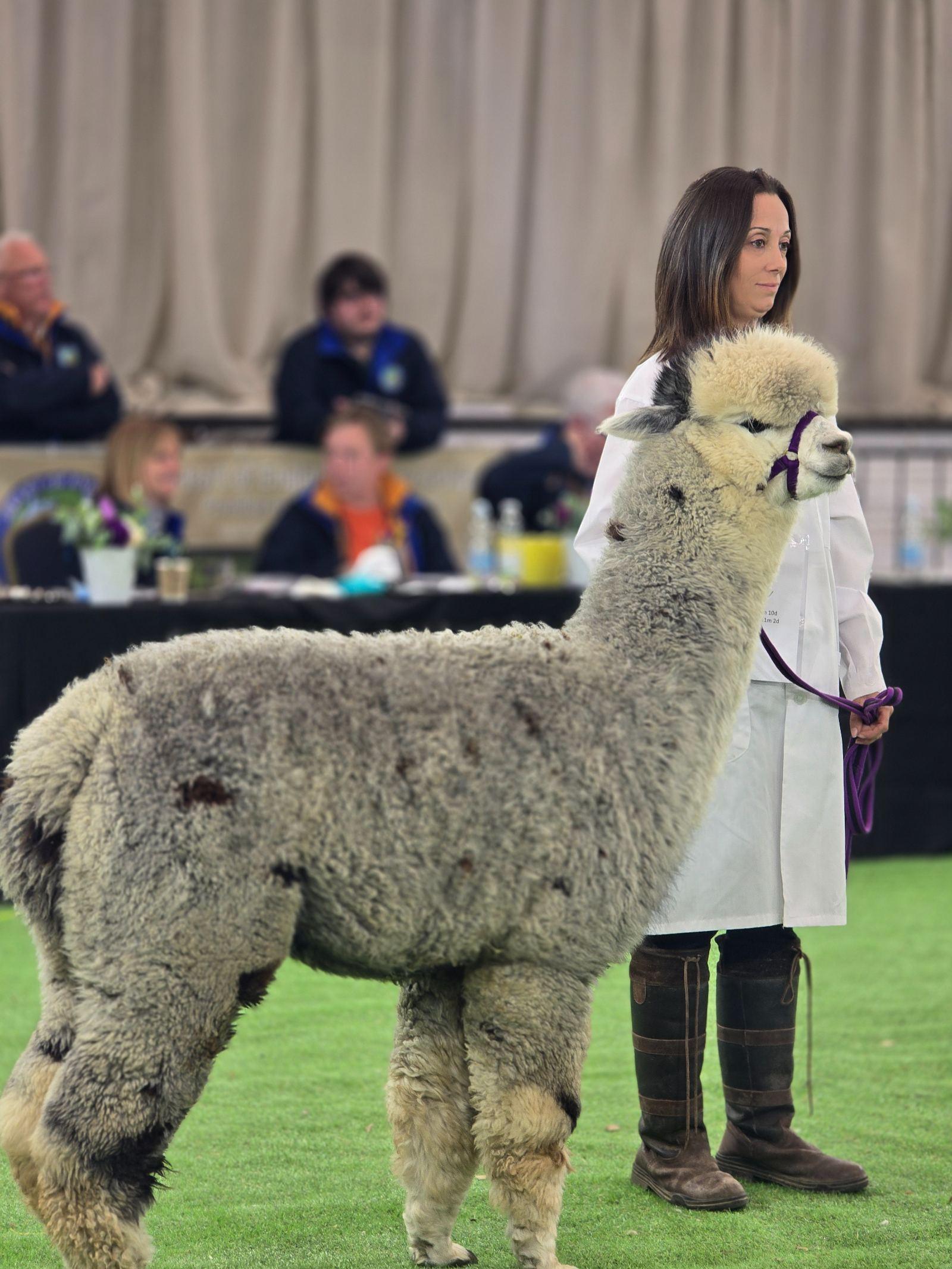 Quality grey with grey genetics.
