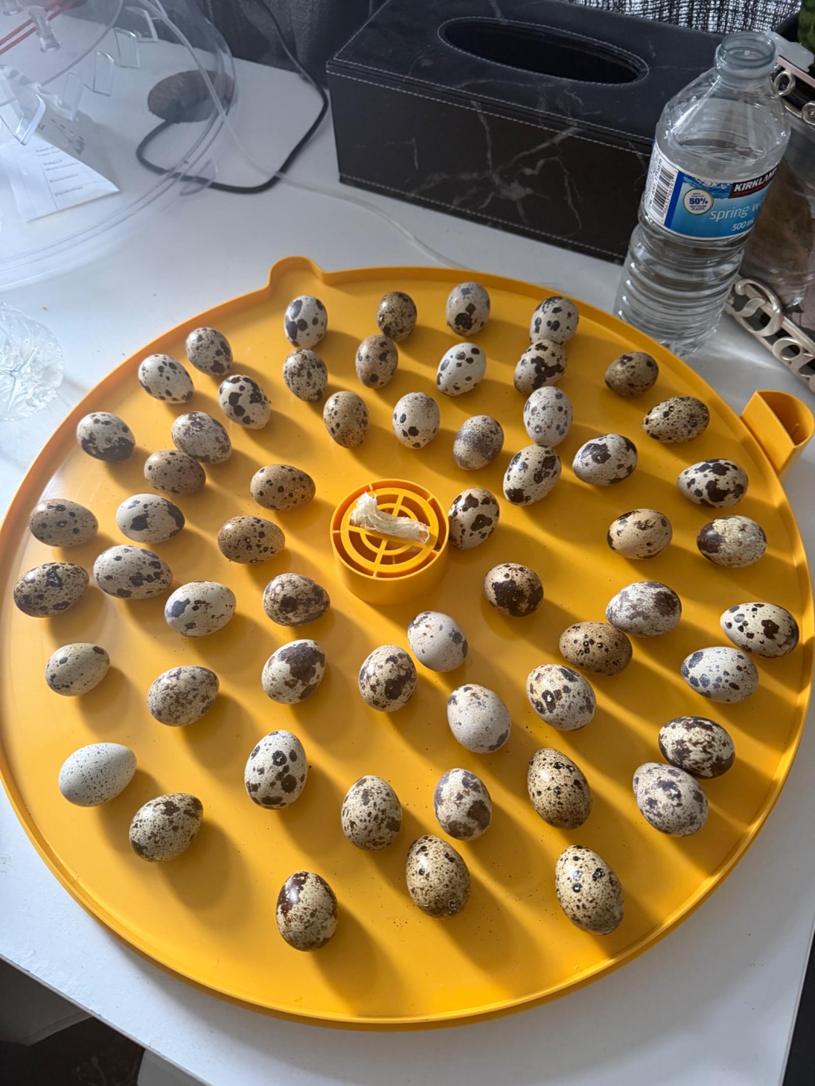 Baby quails for sale *hatching today*