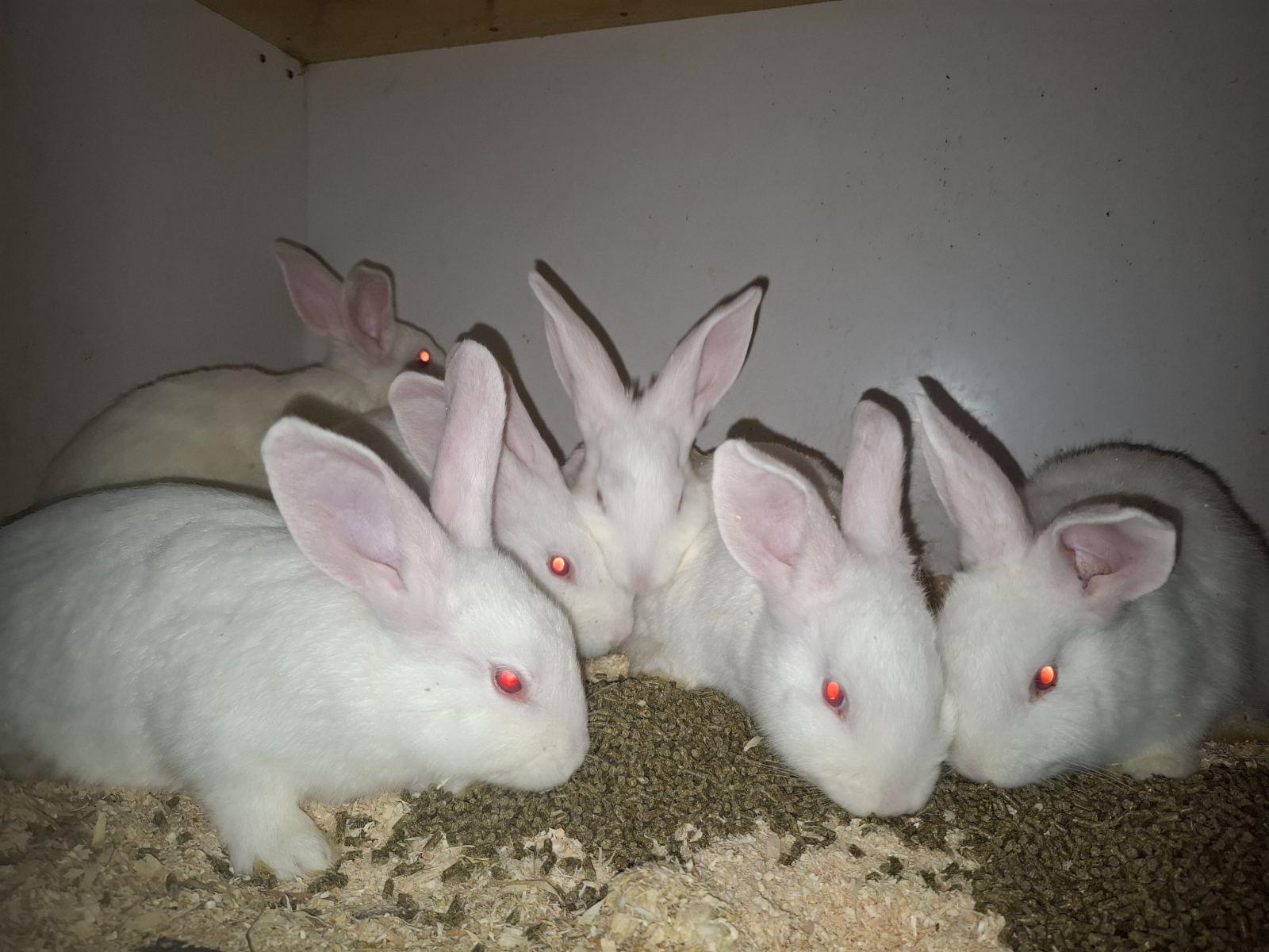 New Zealand White Commercial rabbit