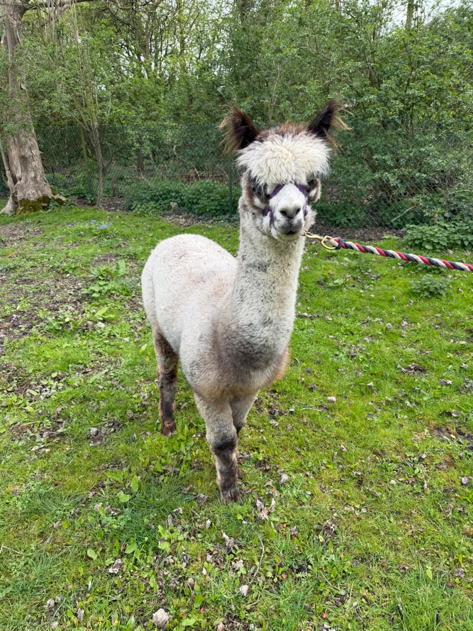 Rose grey stud male alpaca