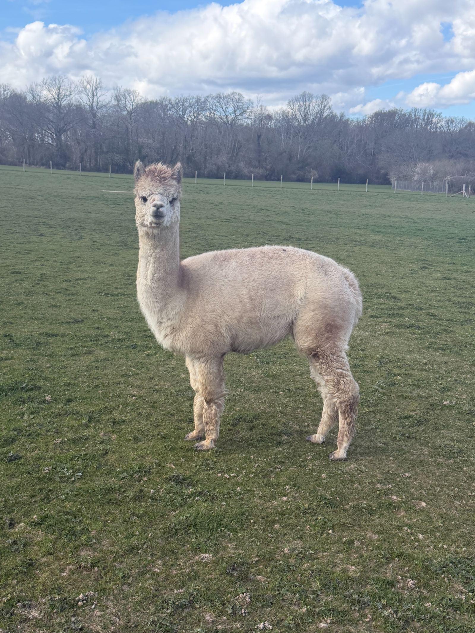 Small group of pet females - Perfect starter herd