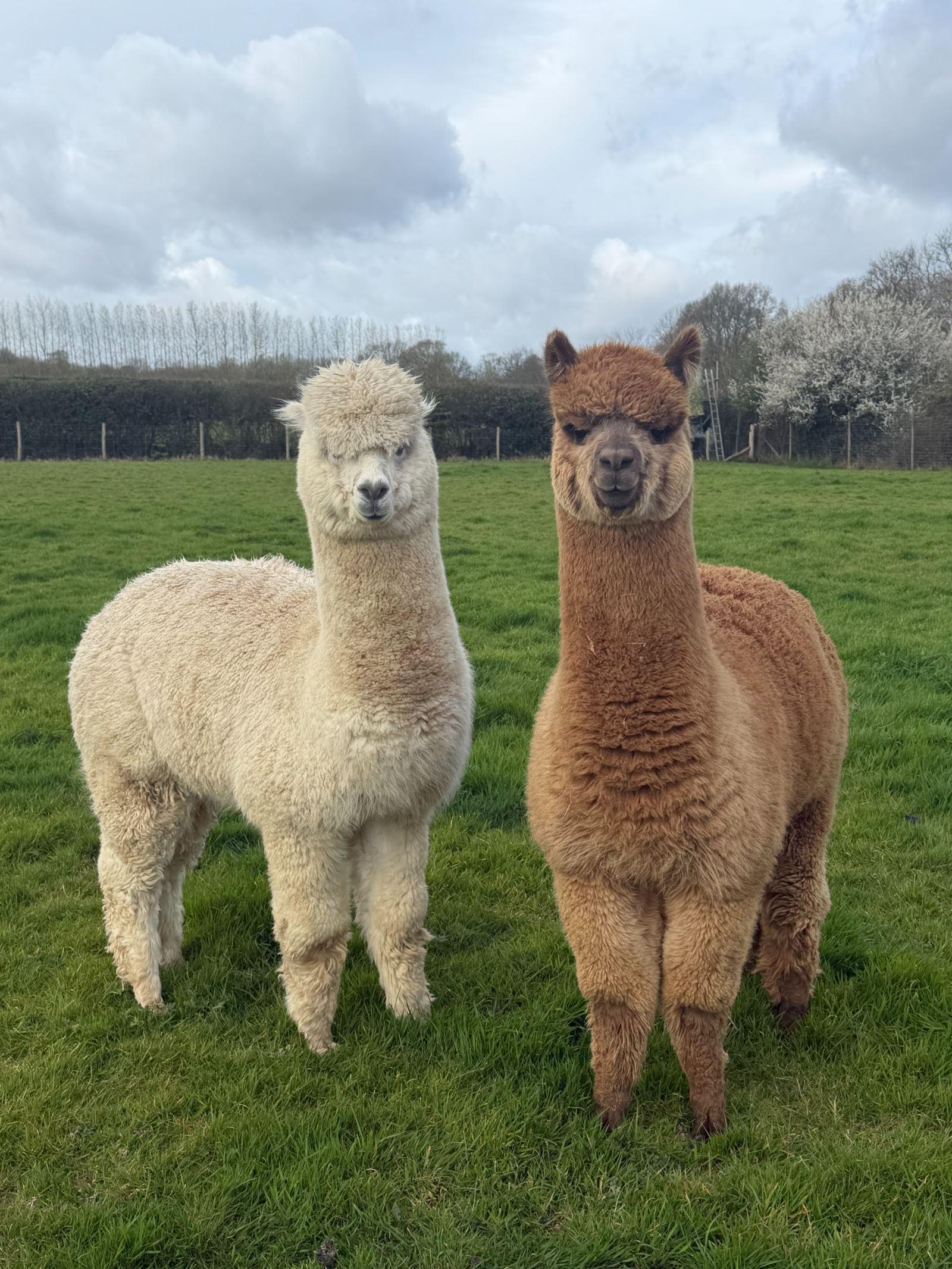 Gorgeous, friendly pet boys