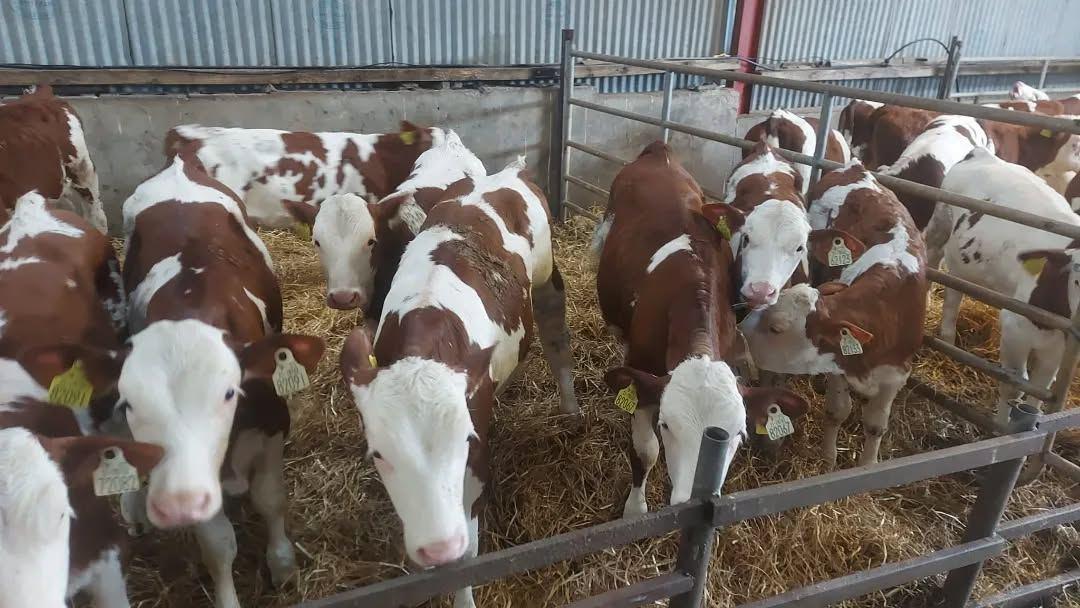 20 Hereford Calves