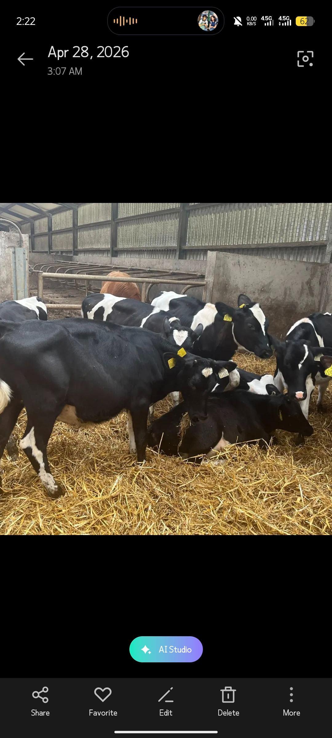 15 Dairy/Breeding Calves