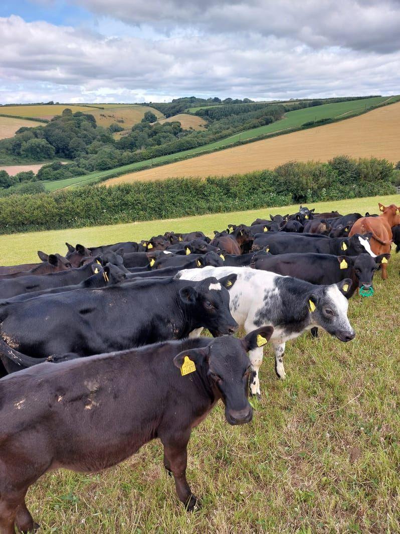 Aberdeen Angus calves
