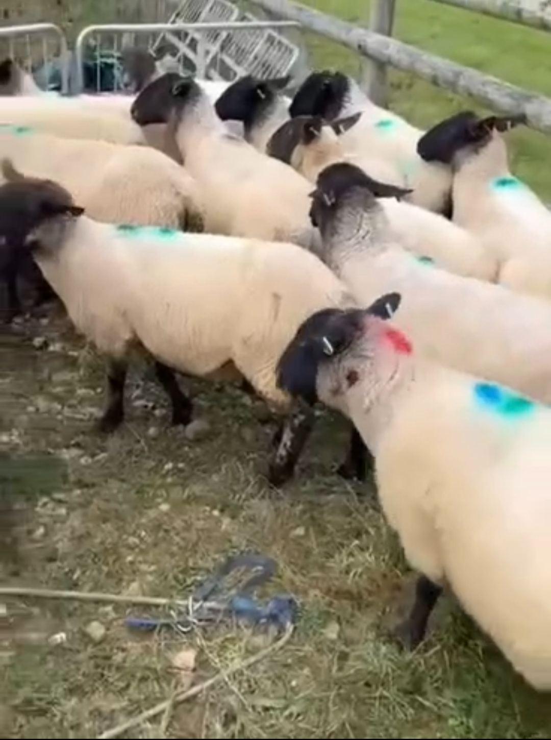 30 Suffolk, Texel sheeps available for sale