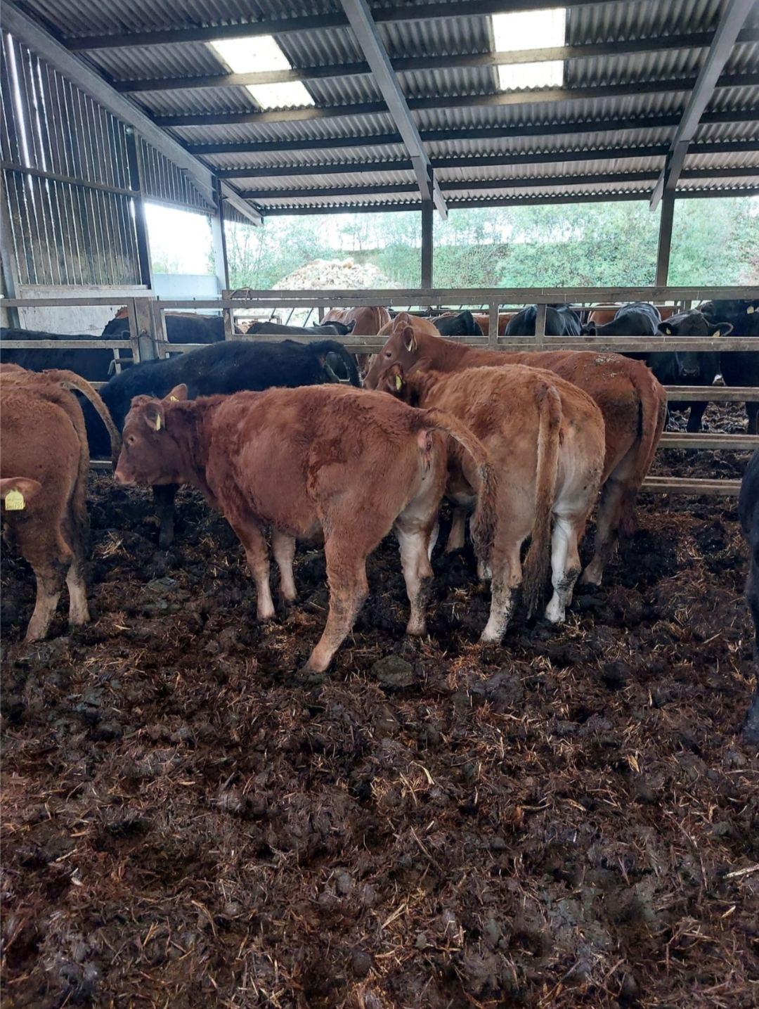 20 Suckler homebred young stores