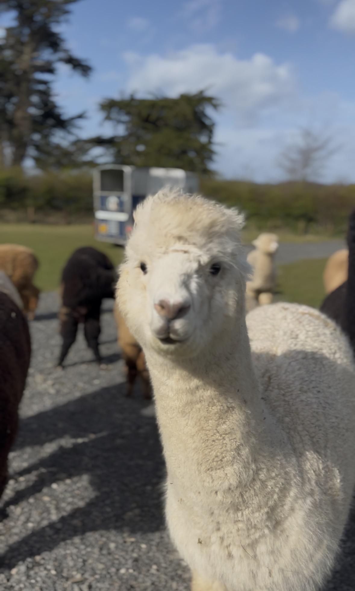 Three alpacas for sale