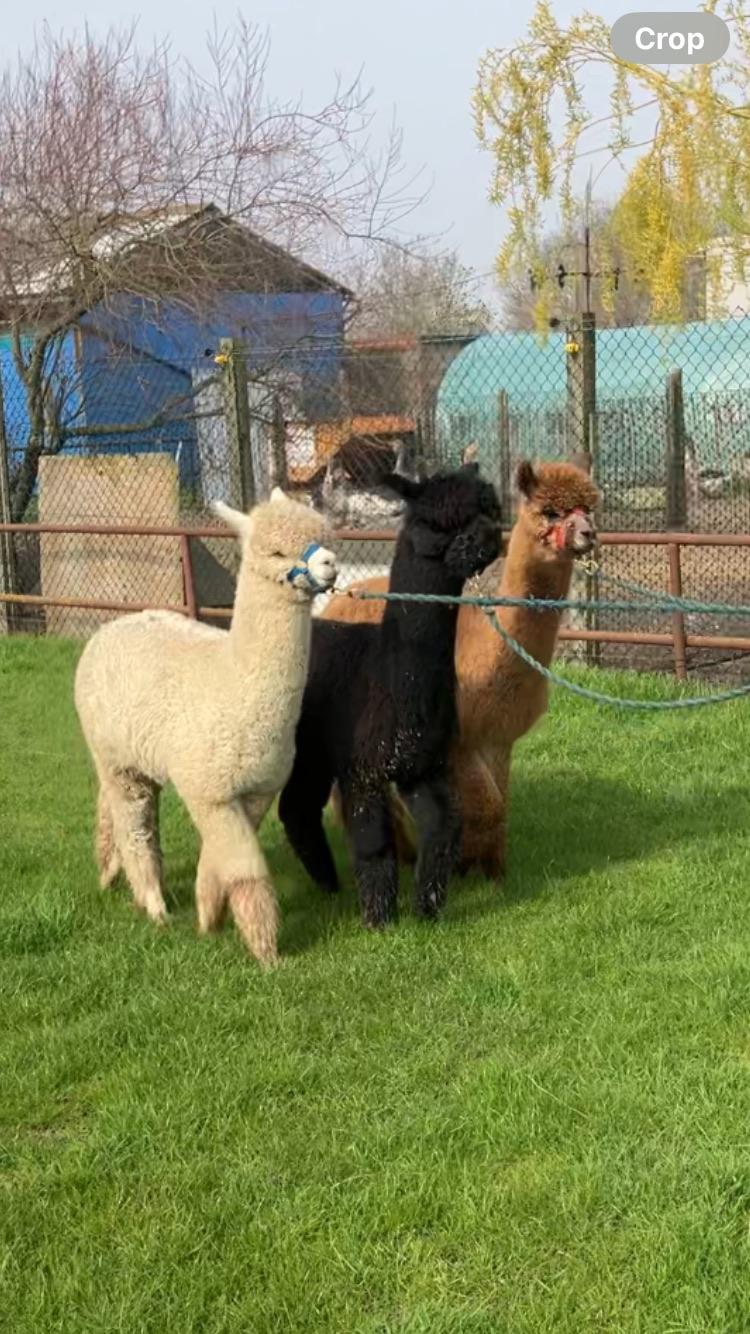 Three young male alpacas. Halter trained ,sheared ,vaccinated,etc
