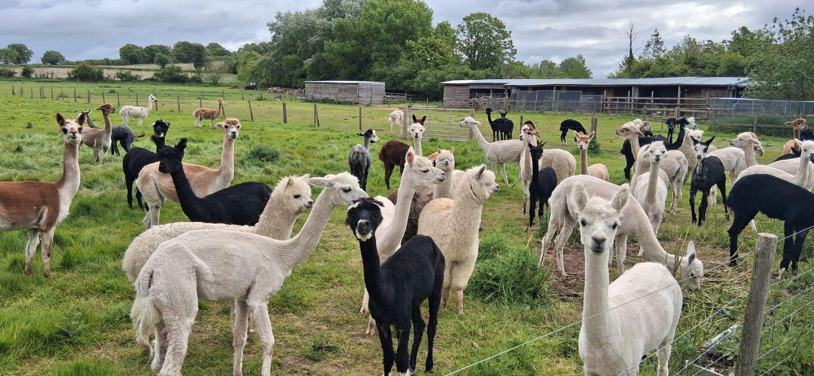 Alpacas for sale due to retirement mix of ages and colours male and female