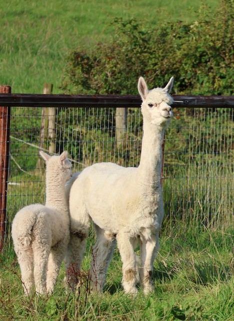 Adult white female - proven breeder with history of rearing strong cria. Ready to cover this year.