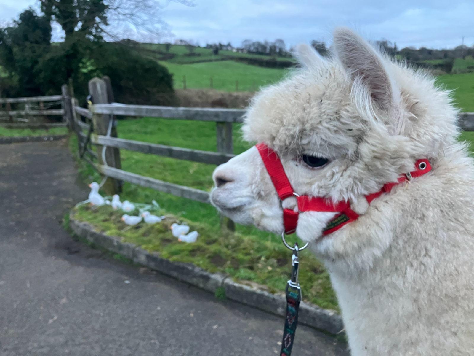 Female alpaca with female cria at foot. BAS reg.