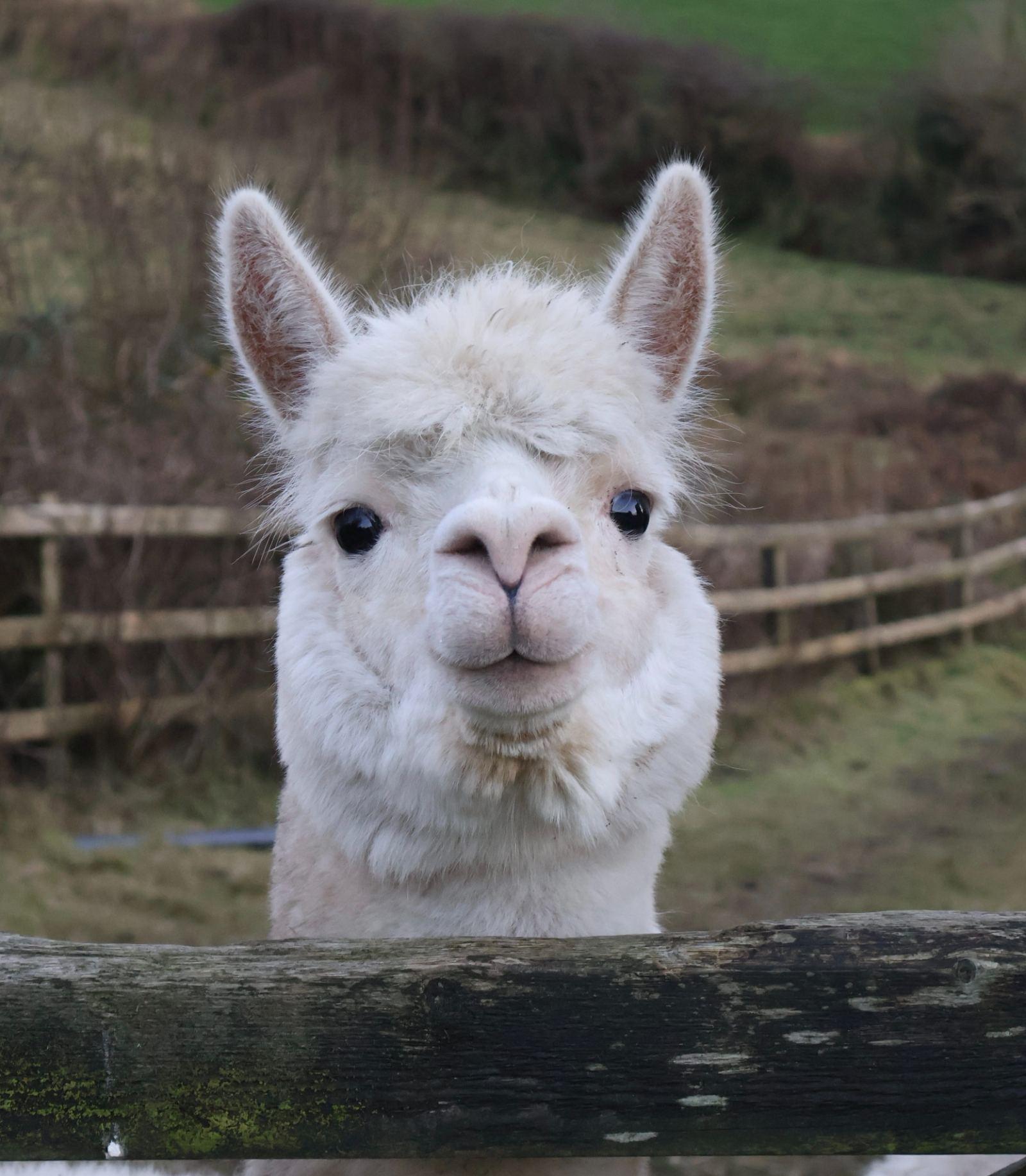 Female alpaca with female cria at foot. BAS reg.