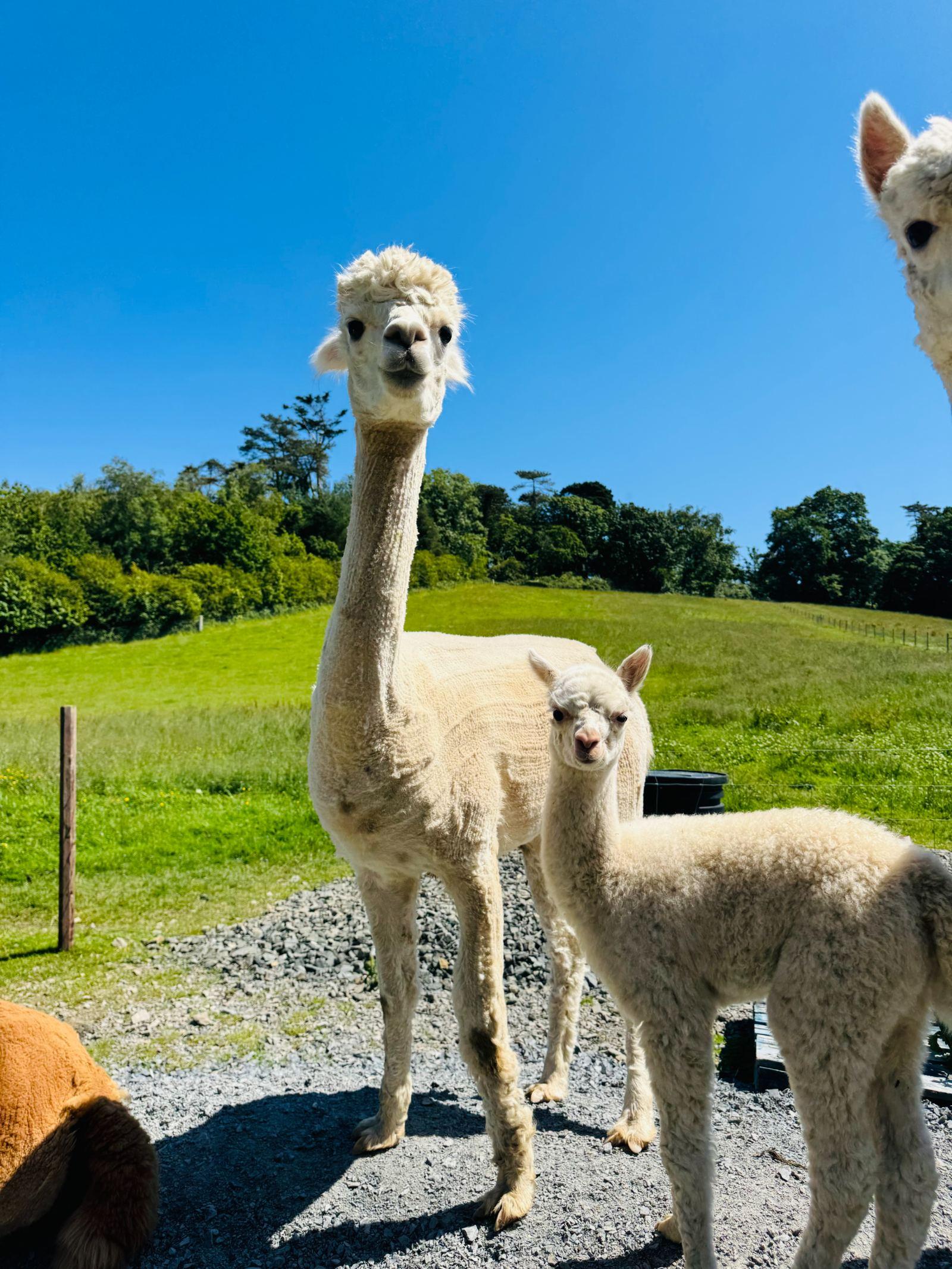 Registered white female with female cria at foot
