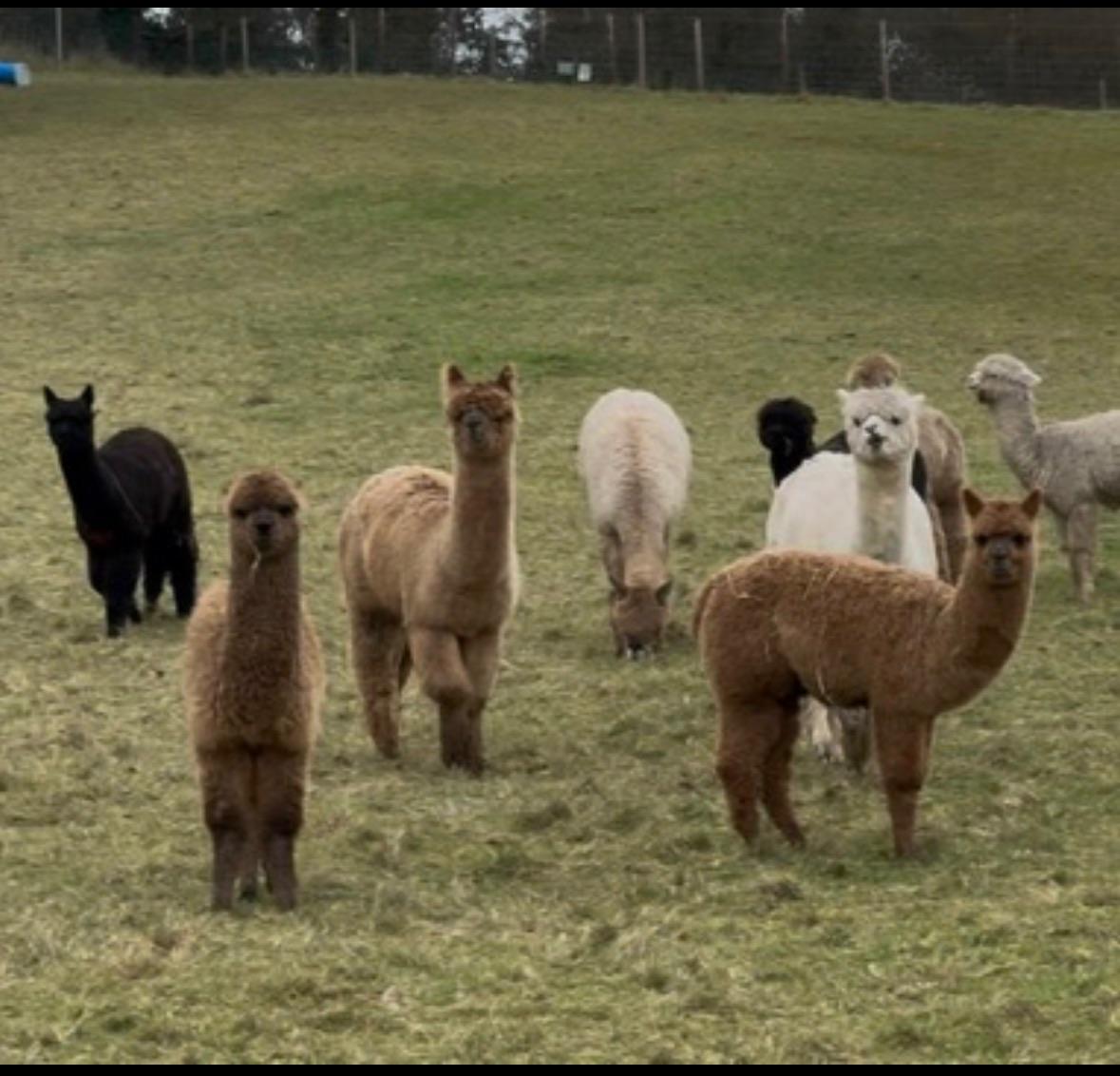 Breeding females available