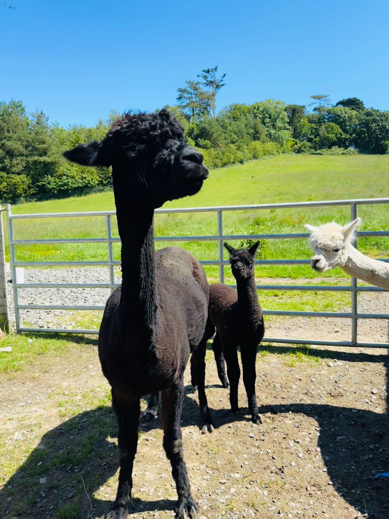 Registered black female with male cria at foot