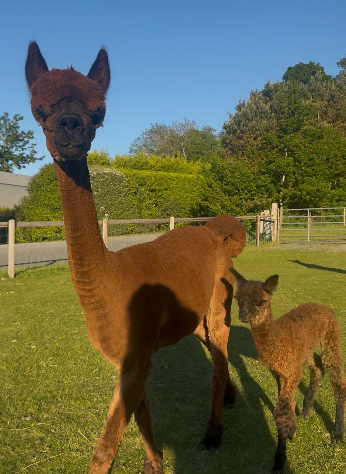 Registered brown female with brown male cria at foot
