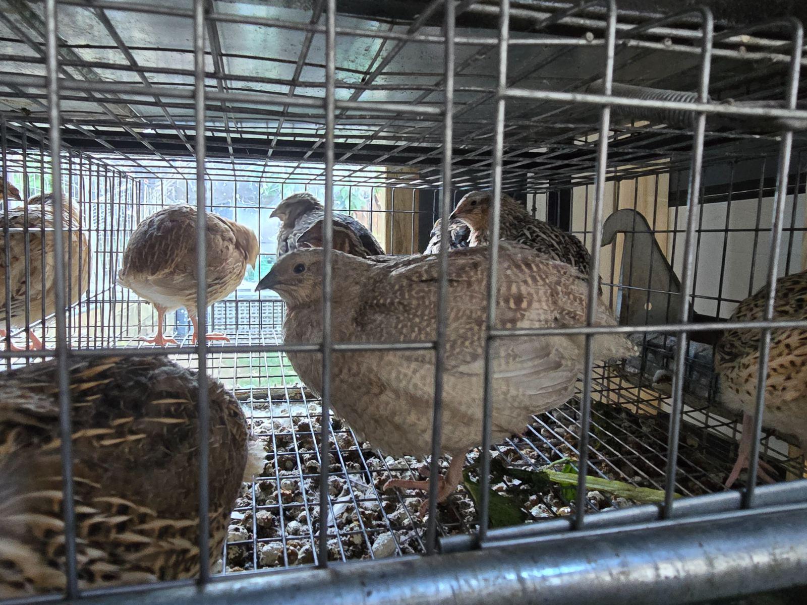 Lovely jambo and coutornix quails