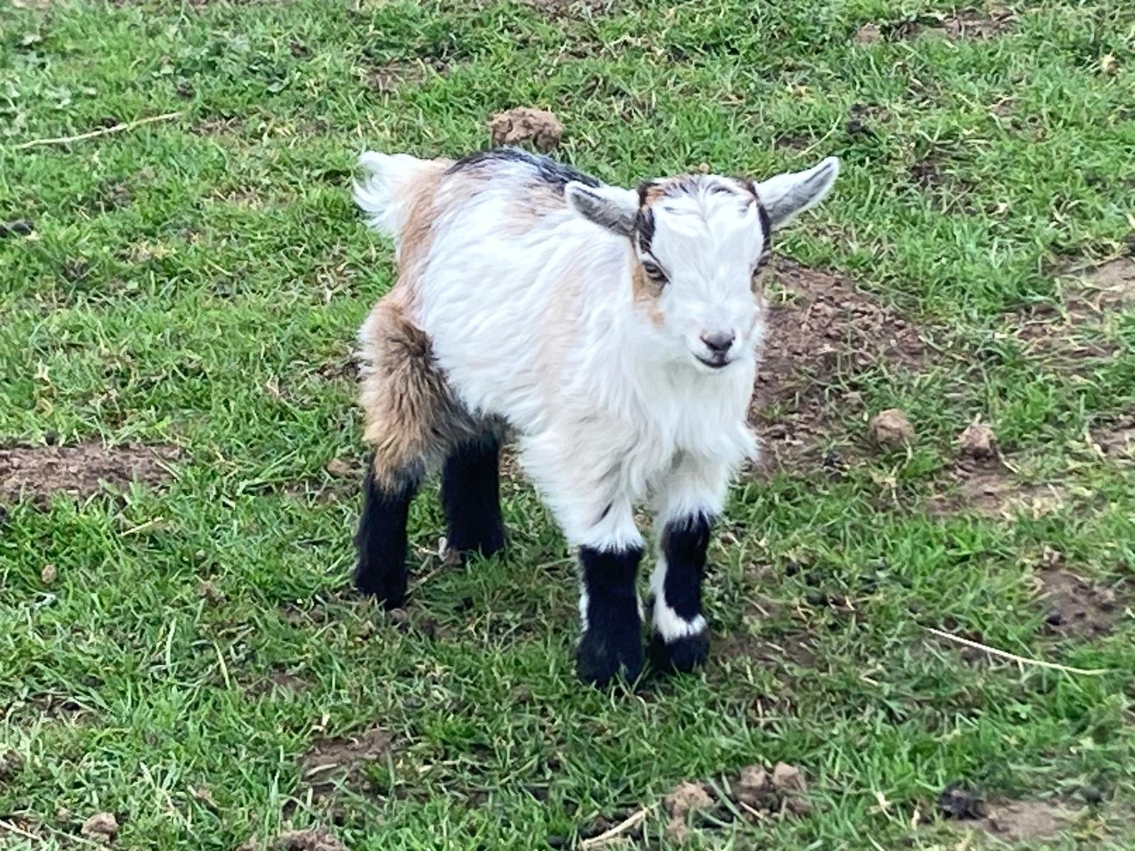 Pedigree Pygmy goats. Both boys. Withernsea. Vaccinated, wormed and tagged