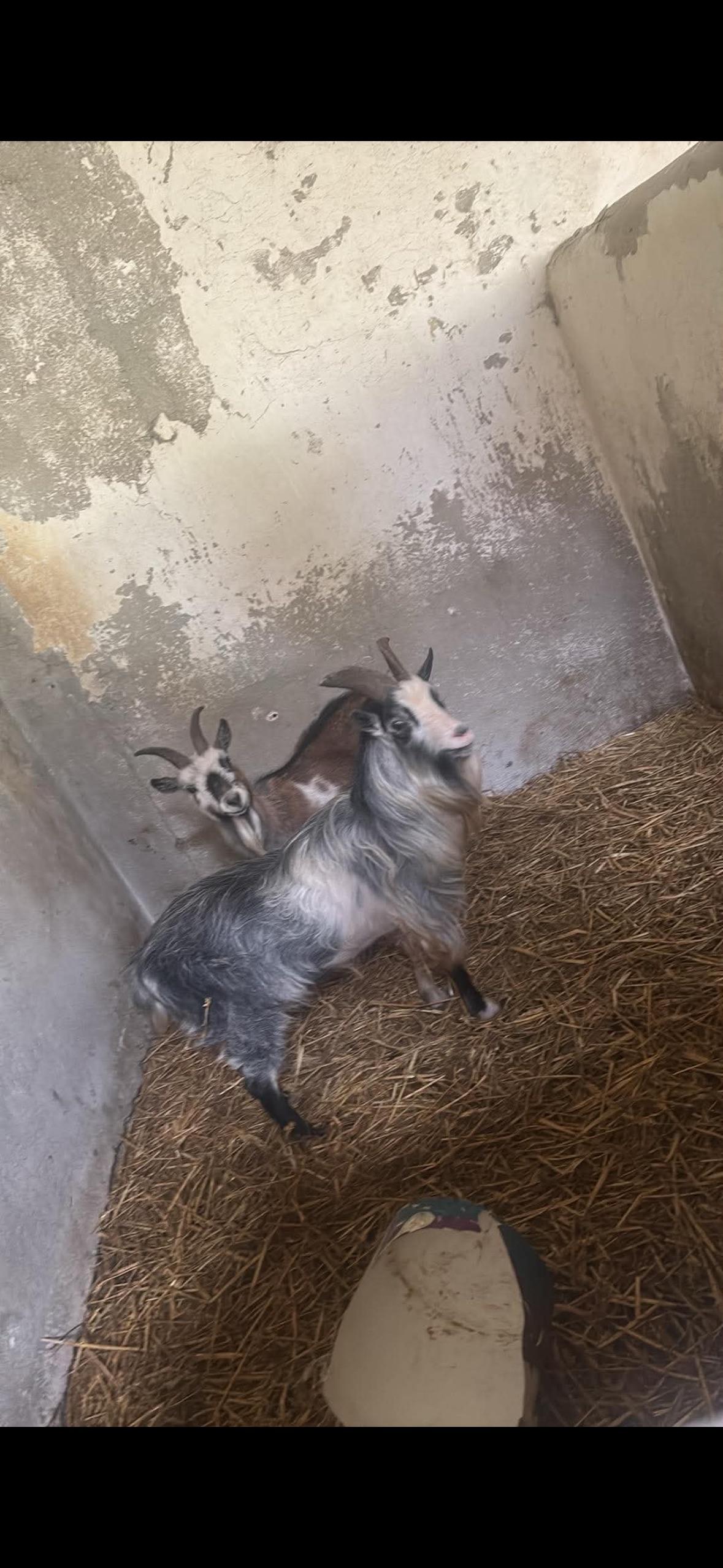 Friendly Pygmy males (brown casterated,blue full)