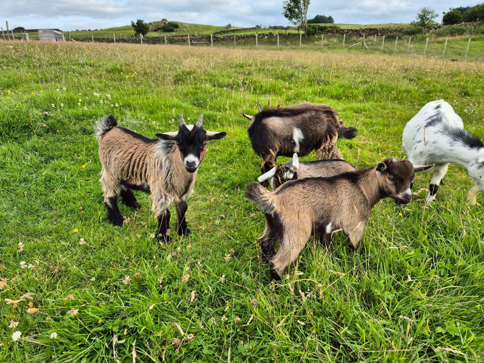 Pygmy kids - male